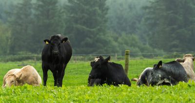 Land policies should address disease risk, study warns